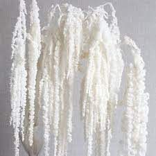 White Amaranthus, Flowers For Wedding Bouquet, Hanging Amaranthus, Wisteria Vine, Bouquet Home Decor, Flowers For Wedding, Bridesmaid Hair Accessories, Dried Bouquet, Deco Boheme