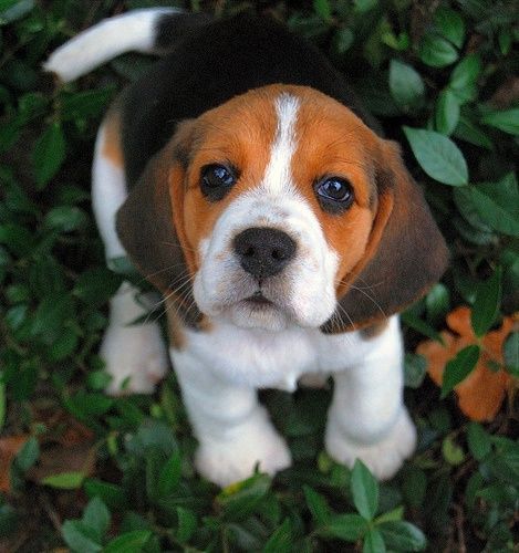 If you’re looking for a low maintenance dog take a look at our list of small dog breeds with short hair. Top 10 Dog Breeds, Cute Beagles, Airedale Terrier, Beagle Puppy, Siberian Husky, Animal Love, 귀여운 동물, Animals Friends, Border Collie