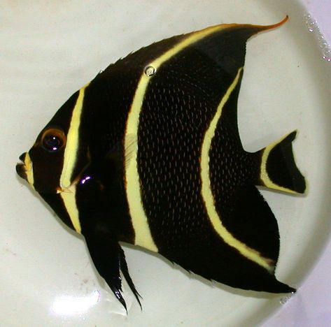 Black Scales, Striped Fish, Fish Types, Public Aquarium, Florida Fish, Brine Shrimp, Butterfly Fish, Sea Cakes, Yellow Fish