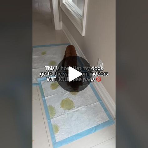 TikTok · The City Loo Indoor Dog Potty Diy, Indoor Dog Potty, Dog Potty, Indoor Dog, Potty Training, Dog Behavior, Great Team