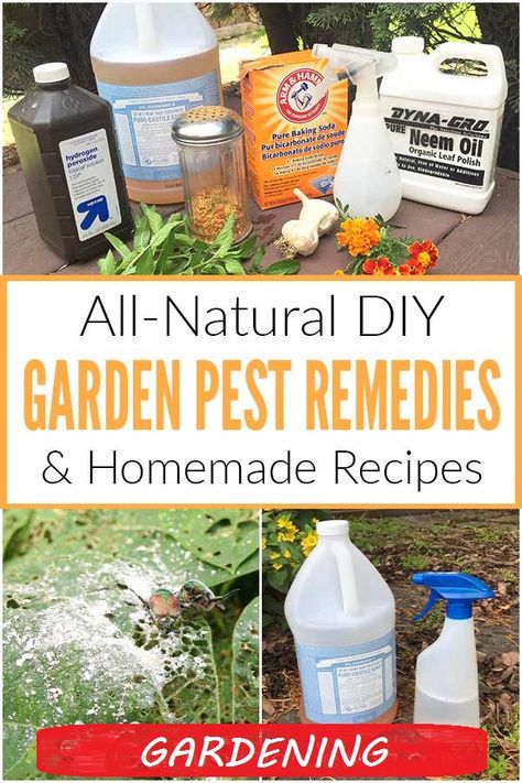 Stop Pests from Destroying Your Garden with baking soda and soap! #organic #garden #gardening #plants #plant #yard Natural Bug Killer, Garden Bug Spray, Garden Pest Spray, Pest Spray, Diy Bug Spray, Organic Insecticide, Homemade Garden, Natural Bug Spray, Natural Insecticide