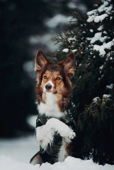 Pics In The Snow, Photoshoot Tricks, Snow Woods, Dogs In Snow, Dog Photoshoot Pet Photography, Dog Photo Shoot, Dog Snow, Rare Dogs, Photos With Dog