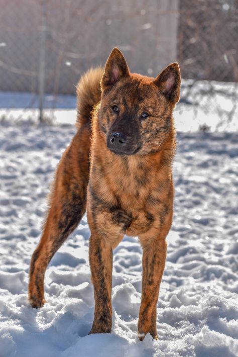 Kai Ken Shikoku Ken, Kai Ken, Karelian Bear Dog, Spitz Dogs, Dog Anatomy, Japanese Dogs, Bear Dog, Purebred Dogs, Pretty Dogs