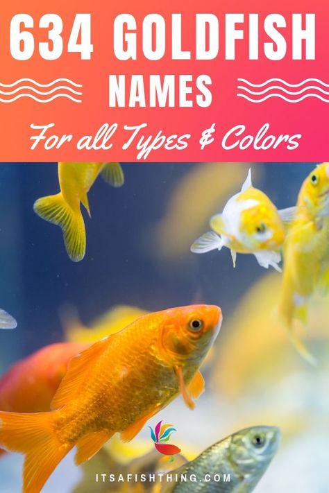 Here's a list of 634 names for your goldfish, so you'll never be stuck for ideas again. There's sure to be something for everyone, as we've split the list in sections for male or female, different colors and even their personality types! #Goldfish #FishTank #Aquarium #FishCare #FishTips #Pets #EasyPetFish #FishForBeginners #FreshwaterFish Goldfish Names, Pet Names For Boyfriend, Goldfish Care, Fish Names, Goldfish Types, Web Clipart, Pet Goldfish, Fish Png, Goldfish Tank