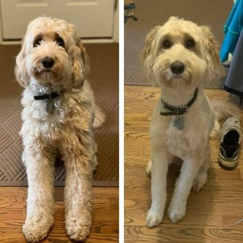 Short Labradoodle Haircut Ideas: 20 Before and After Photos! Straight Hair Labradoodle Grooming, Labradoodle Summer Cut, Labradoodle Haircut Style, Labradoodle Haircut, Labradoodle Grooming, Mini Labradoodle Puppy, Goldendoodle Haircuts, Goldendoodle Grooming, Poodle Cuts