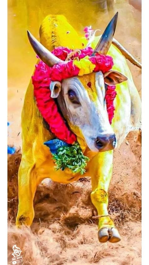 Jallikattu Images, Indian Bull Images, Che Guevara Art, Bull Images, New Movie Images, Red Background Images, Photoshop Backgrounds Backdrops, Cute Love Photos, Photo Album Layout