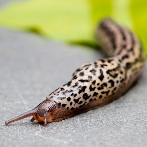 Leopard Slug, Molluscs, Slug, Wild Life, Animals Pets, Bugs, Insects, Shells, Grey