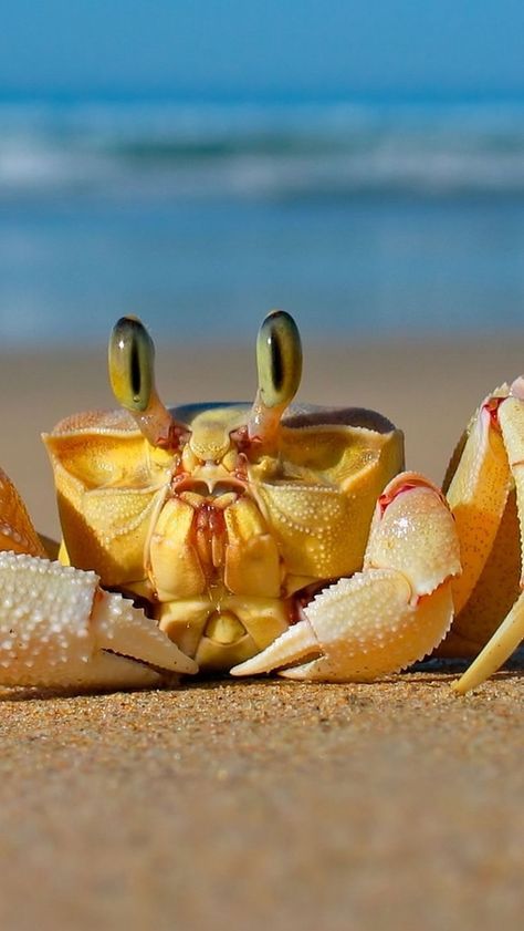 crab_sea_sand_beach_85855_640x1136 | by vadaka1986 Crabs On The Beach, Crab And Lobster, Beautiful Sea Creatures, Underwater Creatures, Underwater Life, Hermit Crab, Aquatic Animals, Arthropods, Crustaceans