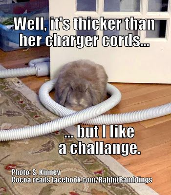 Bunny Meme Hilarious, Bunny Memes Humor, Rabbit Meme, Funny Rabbits, Funny Bunny, Bunny Meme, Rabbit Life, Funny Rabbit, Rabbit Pictures