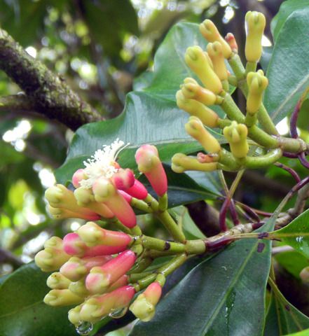 Cloves Plant, Clove Plant, Vegetable Greenhouse, Insect Repellent Plants, Maluku Islands, Special Plants, Mosquito Plants, Vegetables Garden, Vegetable Benefits