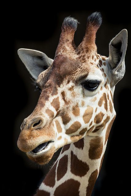 You wouldn't believe how much cleaner the air is up here! Photo by simon1wf on Flickr Giraffe Photography, Giraffe Photos, Dekoratívne Vence, Regard Animal, Giraffe Pictures, Giraffe Art, A Giraffe, African Animals, Animal Faces