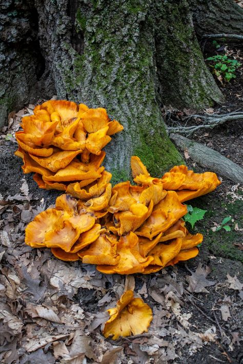 The Jack O'Lantern Mushroom Jack O Lantern Mushroom, Mushroom Identification, Poisonous Mushrooms, Mushroom Hunting, The Jack, Jack O, Permaculture, Bright Orange, Jack O Lantern