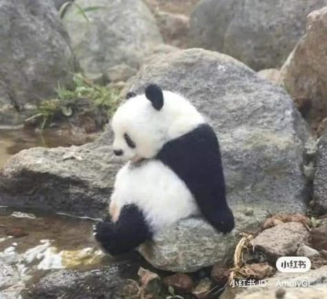 Panda Pfp, Baby Avengers, Panda Love, Bear Pictures, Cute Animals Images, Giant Panda, Silly Cats, Cute Panda, Animals Images