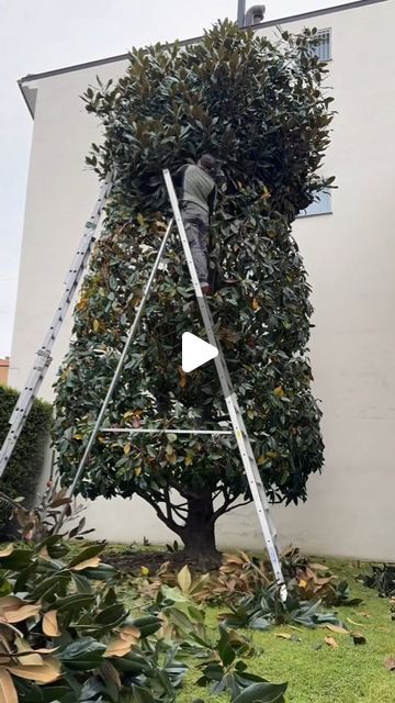 H E D G E L O V E R _ 💚💚 on Instagram: "Magnolia topiary? 💚💚
.
.
Excellent work by @andrea_vetri_mg 💚💚
.
.
.
.
.
.
.
.
#hedgelover_ #topiarylover_ #topiary #trees
#pruning #foryou #sun #tree #italy🇮🇹 #skills" Diy Topiary Trees Front Doors, Diy Topiary Trees, Diy Topiary, Topiary Diy, Topiary Trees, Garden Trees, Hedges, Magnolia, Trees