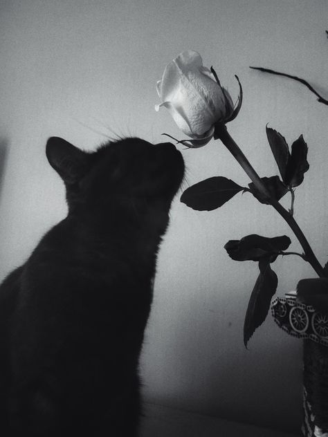 Black Cat Profile Picture Aesthetic, Black And White Inspo Pics, Black White Cat Aesthetic, Cat Black And White Aesthetic, Cat Wallpaper Black And White, Black And White Cute Aesthetic, Dark Core Pfp, Black Cat Aesthetic Dark, Black And White Halloween Aesthetic