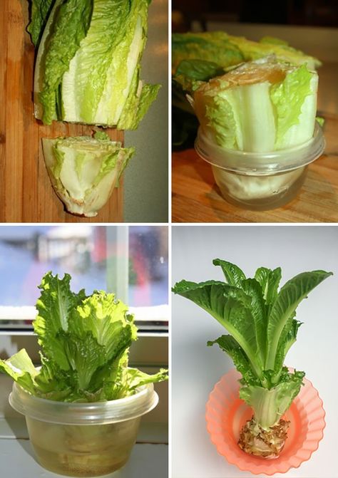 How To Regrow Romaine Lettuce From The Stem Romain Lettuce, Ladder Planter, Plant Ladder, Regrow Vegetables, Self Watering Pots, Starting A Garden, Garden Design Ideas, Front Lawn, Charming Garden