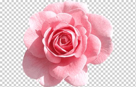 Pink Rose Png, Rose Pink Flower, Pink Clip, Japanese Art Modern, Flower Png Images, Rose Flower Arrangements, Mughal Art Paintings, Flower Print Pattern, Rose Png