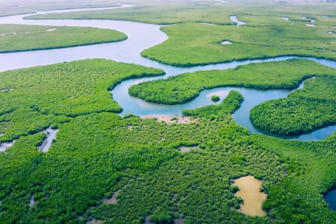 El río Amazonas: el río más largo y caudaloso del mundo 1 Brazil Amazon, Senegal Dakar, Monte Fuji, Mangrove Forest, River Basin, Amazon River, The Gambia, Amazon Rainforest, Birds Eye View