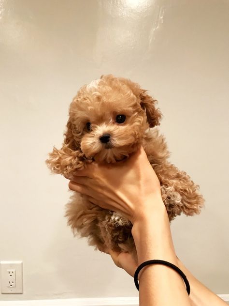 Maltipoo Full Grown, Teacup Maltipoo, Maltipoo Puppy, Cute Dogs And Puppies, Eye Art, Animals Beautiful, Small Dogs, Cute Puppies, Fur Babies