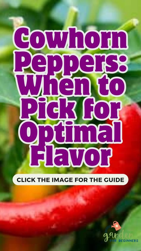 If you are growing cowhorn peppers, it is important to know when to pick them to ensure that they are at their peak flavor and texture. Cowhorn peppers are known for their large size and thick walls, making them a popular choice for stuffing and grilling. However, if you wait too long to pick them, they may become overripe and lose their quality. Cowhorn Peppers Recipes, Types Of Peppers, Hot Sauce Recipes, Organic Pest Control, Vegetable Garden For Beginners, Gardening Techniques, Garden Veggies, Peppers Recipes, Healthy Vegetables