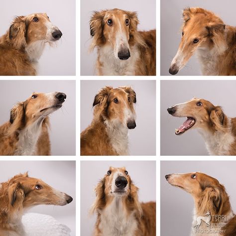 The faces of a borzoi named "Timber". #animals #dogs #borzoi How To Draw Borzoi, Borzoi Drawing Reference, Borzoi Photography, Borzoi Reference, Borzoi Drawing, Borzoi Puppy, Willamette Valley Oregon, Russian Wolfhound, Borzoi Dog