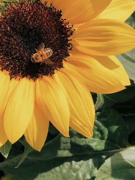 a bee on a sunflower Sunflower, Honey, Bee, Van, Yellow