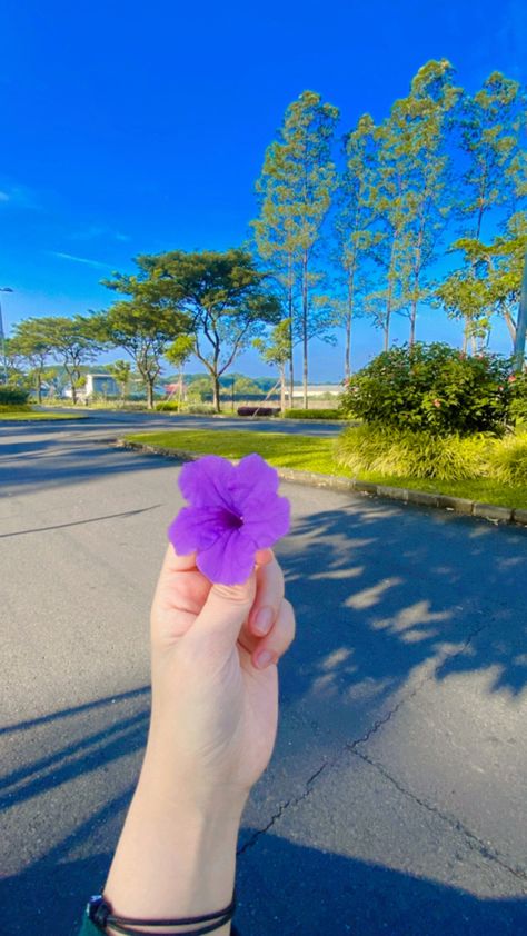 Bunga ungu dipagi hari Flower In Hand, Marketing, Flowers, Quick Saves