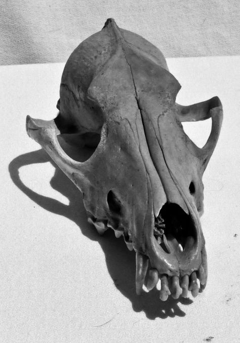 Coyote skull Black and white art Skull Black And White, Coyote Skull, Black And White Art, White Art, Lion Sculpture, Forest, Statue, Sculpture, Black And White