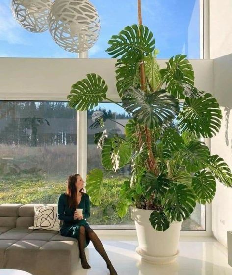 Monstera Plant Indoor, Big Leaf Plants, Indoor Tropical Plants, Green Oasis, Balcony Plants, Inside Plants, Best Indoor Plants, Plant Decor Indoor, Office Plants