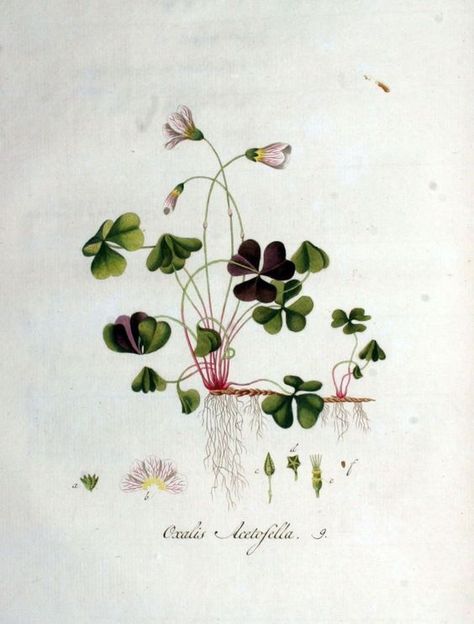 Oxalis Acetosella, Flower Engraving, Wood Sorrel, Illustration Botanique, Vintage Botanical Prints, Plant Drawing, Botanical Painting, Scientific Illustration, Botanical Beauty