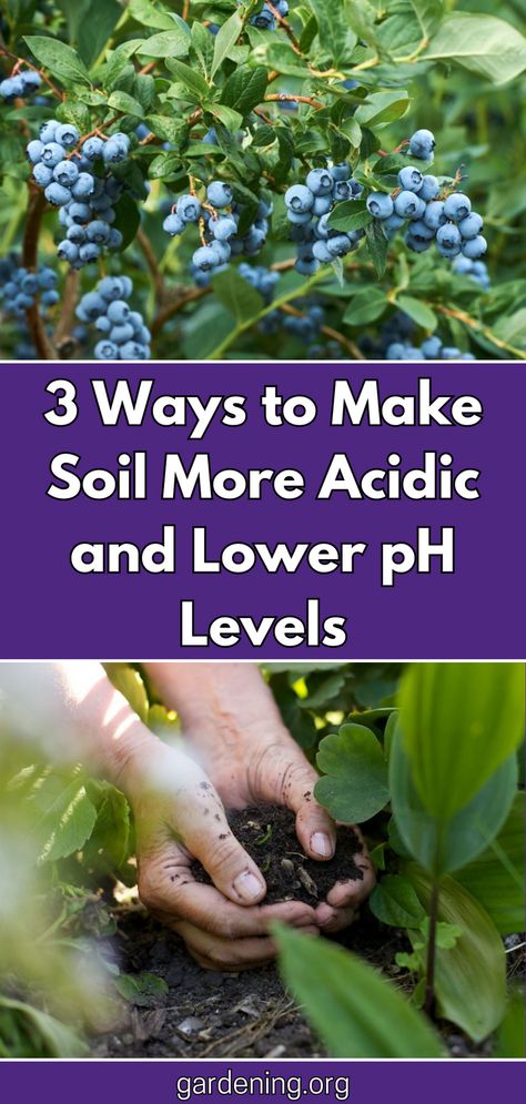 Discover three effective methods to lower the pH levels of your soil and make it more acidic with this informative guide. Improve your garden's health today! Healthy Garden Soil, Acid Loving Plants, Uses For Coffee Grounds, Ph Level, Plant Nutrients, Growing Potatoes, Ph Levels, Soil Testing, Soil Ph