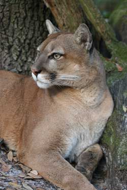 Why is the FWC Giving up on the Florida Panther? | Big Cat Rescue Mountain Lion Photography, Urban Wildlife, Florida Panther, Big Cat Rescue, Panther Art, Lion Photography, Cat Species, Tiger Painting, Wildlife Reserve