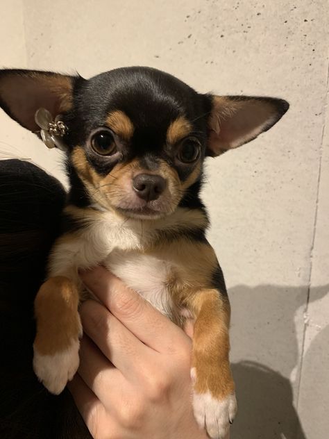 Chiwawa Puppies, Brown Chihuahua, Baby Chihuahua, Cute Chihuahua, Puppies And Kitties, Pet Bunny, Chihuahua Love, Pretty Animals, Chihuahua Puppies