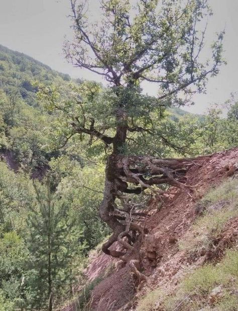 Dont Ever Give Up, Twisted Tree, Stone Columns, Forest Photos, Ancient Forest, Unique Trees, Tree Forest, Nature Images, Beautiful Tree