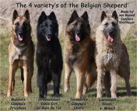 The four varieties of the Belgian Shepards Belgian Shepherd Tervuren, Types Of German Shepherd Dogs, Belgian Groenendael, Belgian Shepherd Groenendael, Belgian Dog, Belgian Sheepdog Groenendael, Belgian Laekenois, Belgium Tervuren, Belgium Malinois