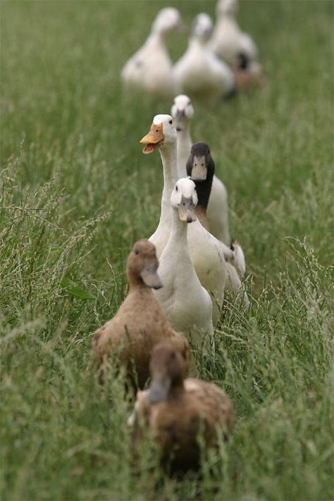 . Perfect Pictures, Winged Creatures, Favorite Animals, Beautiful Animals, The Grass, Swans, 귀여운 동물, Country Life, Farm Life