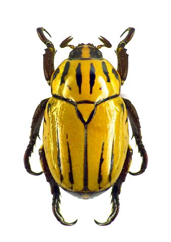 Lutera dorcyi Yellow Beetle, Beautiful Beetles, Cool Insects, Bug Collection, Insect Collection, Cool Bugs, Nature Artists, A Bug's Life, Beetle Bug