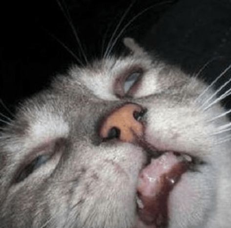 Roundup Of Cursed Cat Images For Those Who Want To Feel Mildly Strange - Memebase - Funny Memes Cursed Cats, Cat Nose, Cat Images, Wallpaper Cat, And So It Begins, Drawing Cat, Silly Cats Pictures, Cat Facts, Funny Cute Cats