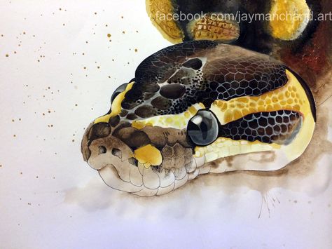 Python Drawing Snakes, Ball Python Head Drawing, Ball Python Painting, Ball Python Drawing Sketch, Ball Python Drawing Reference, Ball Python Sketch, Ball Python Drawing, Ball Python Art, Ball Python Tattoo