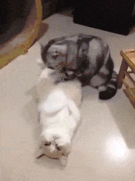 Cat massage Funny Animal Gifs, Cat Massage, Gifs Cute, Real Cat, Funny Cute Animals, Animal Room, Cat Woman, Lovely Animals, Dog Blog