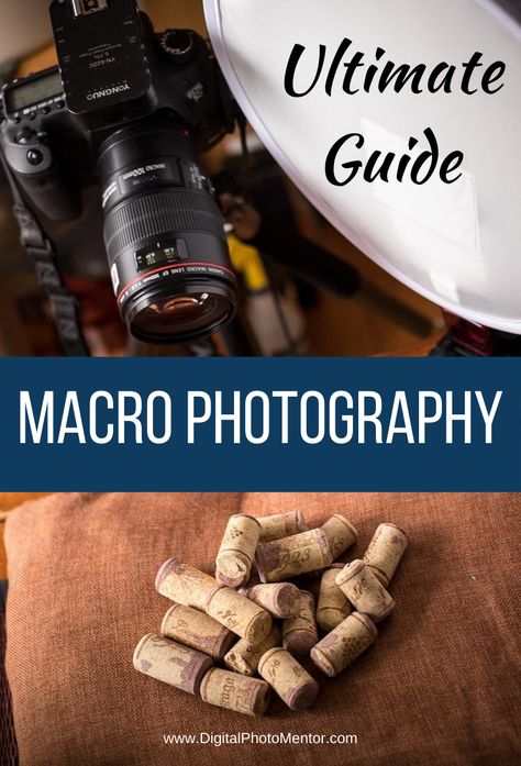 Emotive Photography, Macro Photography Tips, Beginner Photography Tips, Macro Photography Tutorial, Focus Camera, Beginner Photography, Photography Macro, Photography Cheat Sheets, Learn Photography