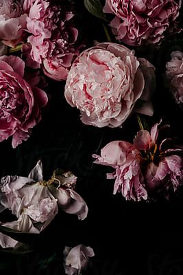 2131 Royalty-Free Stock Photos of Peony photos and videos, curated daily - Stocksy United Moody Flower Painting, Floral Photography Nature, Moody Flowers, Moody Florals, Peonies And Hydrangeas, Peony Wallpaper, Dark Flowers, Wallpaper Nature Flowers, Food Photographer