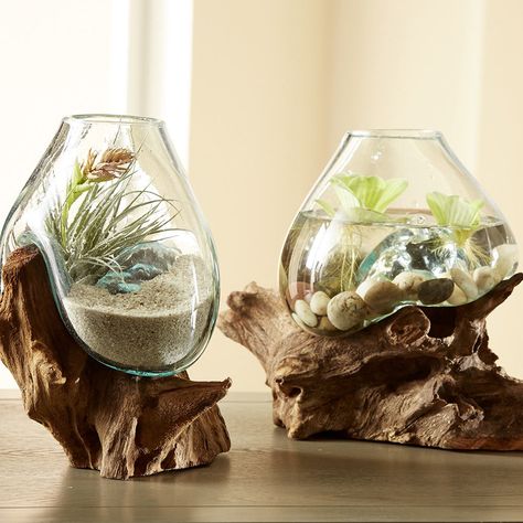 Wood Terrarium, Vase Sculpture, Dining Room Accents, Blown Glass Vase, Terrarium Containers, Inside Decor, Hanging Vases, Terraria, Glass Terrarium