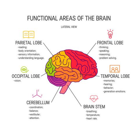 368 Parietal Lobe Illustrations & Clip Art - iStock Parietal Lobe, Brain Anatomy And Function, Brain Vector, Occipital Lobe, Psychology Notes, Psychology Studies, Basic Anatomy And Physiology, Frontal Lobe, Brain Facts