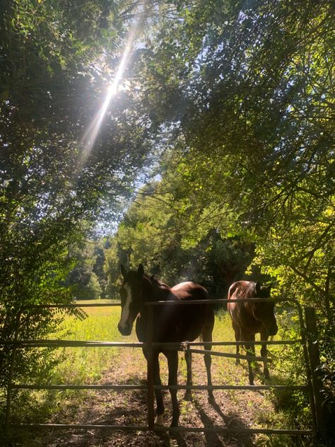 Farm Australia Country Life, Horse Farm Aesthetic, Australian Countryside, Manifestation 2024, Nature Australia, Travel To Australia, Countryside Life, Australian Country, Countryside Living