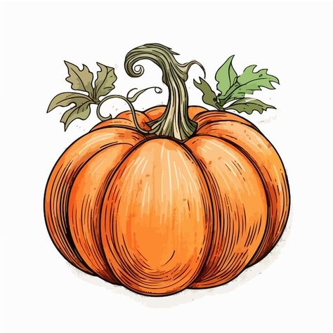 Pumkin Drawing Cartoon Easy, Pumpkin Person Art, Pumpkin Patch Sketch, Pumpkin Drawing Tutorial, Fall Harvest Illustration, Realistic Pumpkin Drawing, Punkin Drawings, Pumpkin Drawing Reference, Pumpkin Drawing Aesthetic