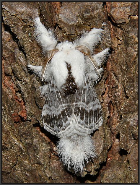 Large Tolype Moth by Eric C. Reuter, via Flickr Tolype Moth, Cool Insects, Moth Caterpillar, Insect Collection, Cool Bugs, Moth Art, Beetle Bug, Flying Insects, Beautiful Bugs