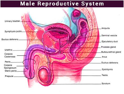 Biology Lesson Plans, Male Reproductive System, Biology Diagrams, Cell Diagram, Human Heart Anatomy, Human Body Organs, Basic Anatomy And Physiology, Human Body Parts, Human Body Anatomy