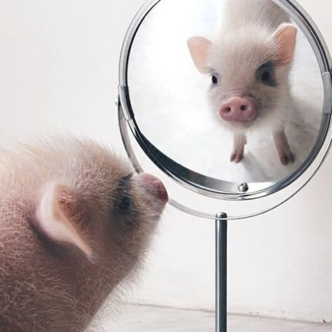 Do you smile when you look in the mirror? 😊 We want everyone to feel happy and confident in their own beauty. One Theory Life philosophy isn't just about how you feel on the outside, you should feel beautiful on the inside too. Ready to take on the world! Just like this little guy 🐷 Pet Pig, Puppies And Kittens, Small Pigs, Cute Piglets, Clouded Leopard, Funny Pigs, Mini Pigs, Cute Piggies, Pet Pigs