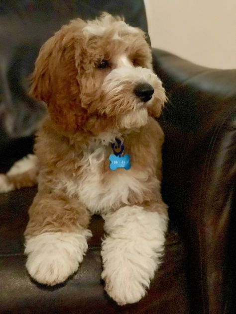 Red and white Goldendoodle, Tuxedo Goldendoodle puppy, Candy Doodles Kingsley.  Candydoodles-Goldendoodles.com Tuxedo Goldendoodle, Candy Doodles, Goldendoodle Full Grown, Doodle Haircuts, White Goldendoodle, Dog Goals, Mini Goldendoodles, Irish Doodle, Goldendoodle Grooming